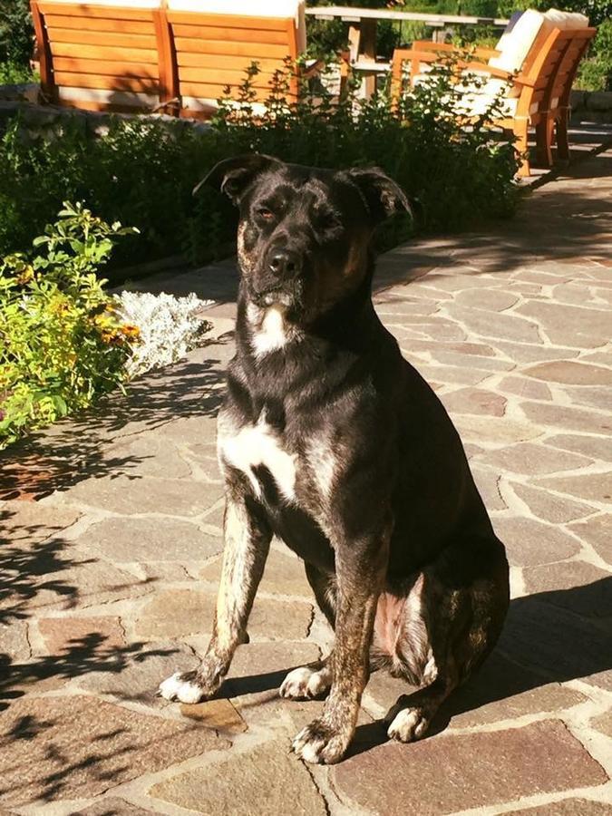 B&B Rossodisera Domegge di Cadore Eksteriør bilde